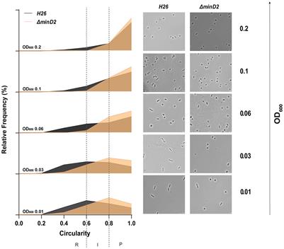 MinD2 modulates cell shape and motility in the archaeon Haloferax volcanii